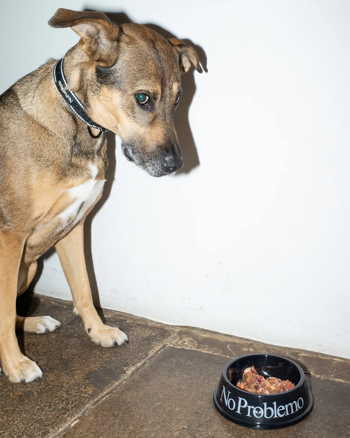No Problemo Pet NP90900.06 bol negru animale