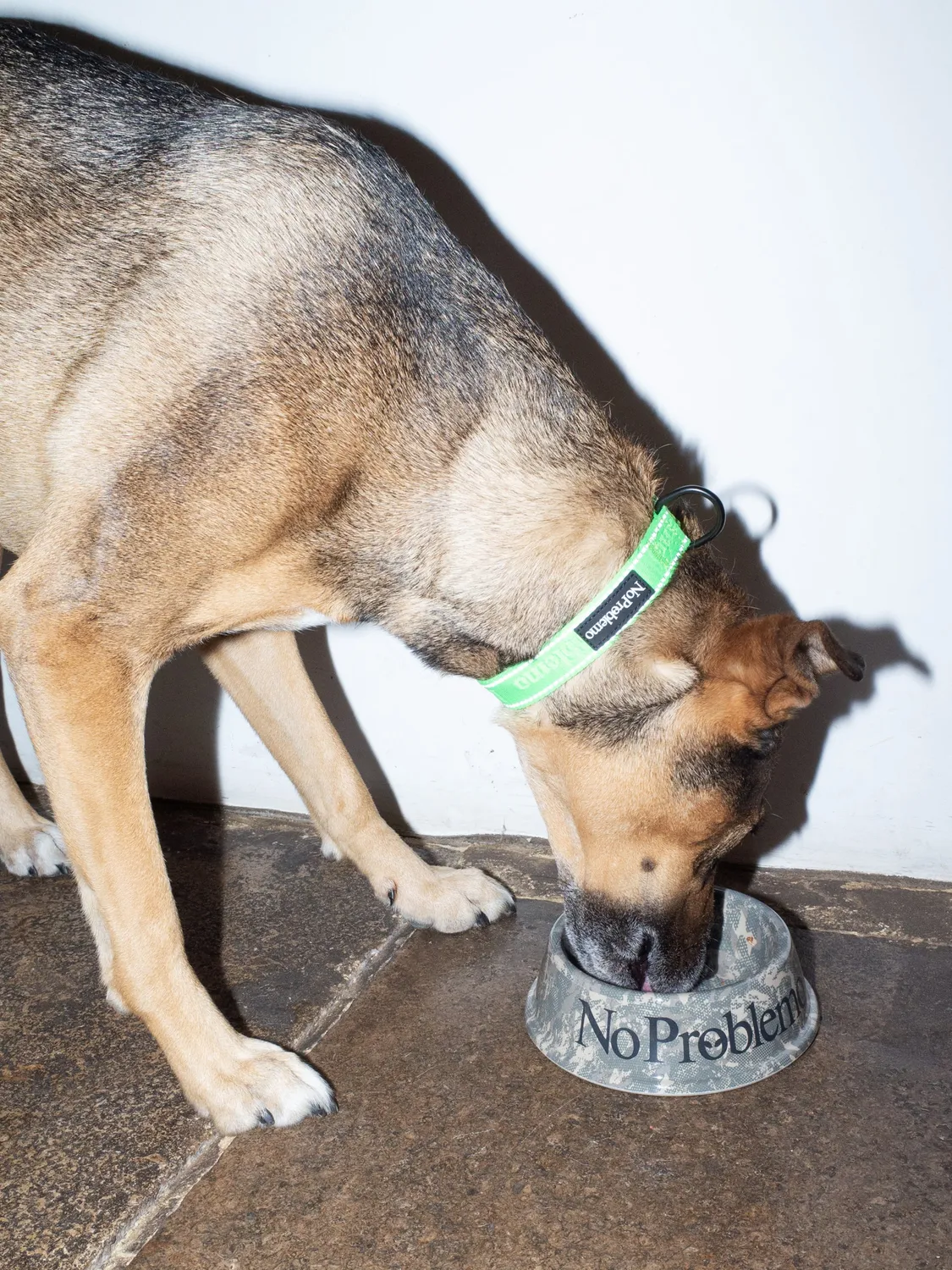 No Problemo Pet Bowl bol animale camo